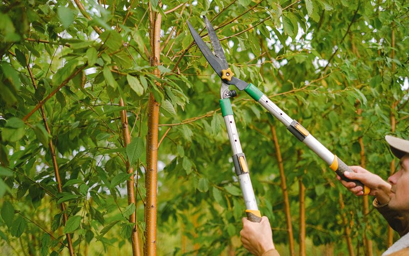 Tree trimming in Glendale, OR